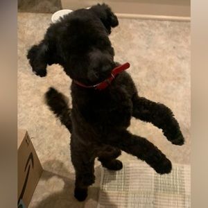 My new rescue doggie 🐩 🤎🐾🐾